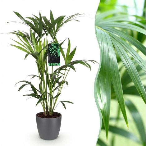 Palmier Kentia Howea Forsteriana - Plante d'intérieur avec Pot Gris - Hauteur 80-85cm - PANGIVO (1/5)