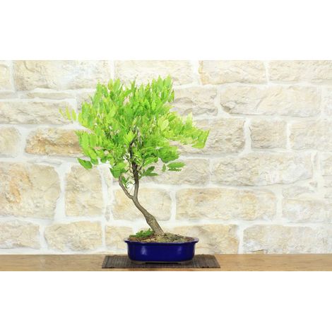 Bonsai di Glicine (13) (1/5)
