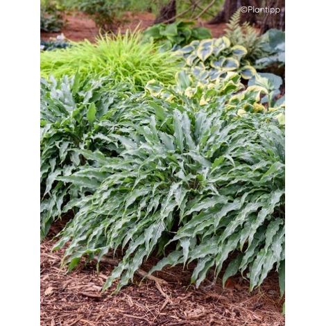 Hosta 'Silly String' Pot de 12 cm / 13 cm (1/2)