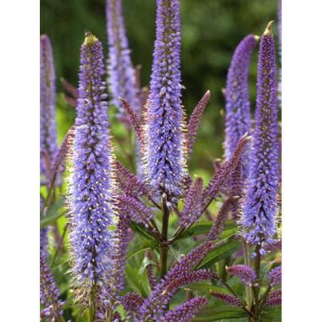 Veronicastrum virginicum 'Cupid' Godet de 8/9 cm (1/2)