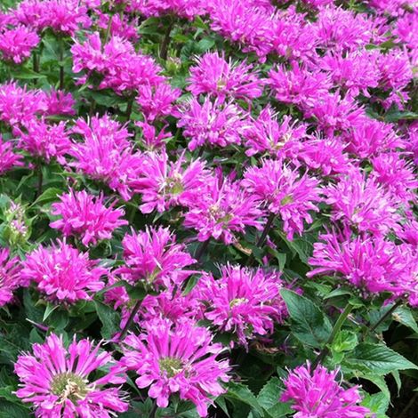 4 x Monarde  - Monarda 'Petite Delight'  - godet 9x9 cm