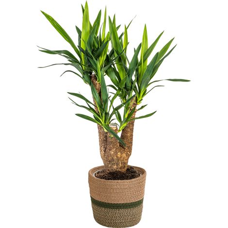 Yucca Elephantipes Ramifiée Plante d'Intérieur Décorative Pot Ø21 cm Hauteur 60-70 cm - PANGIVO (1/3)