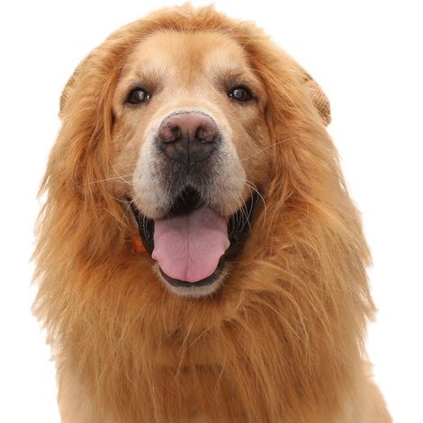 1 Perruque crinière de lion pour chien, avec oreilles intégrées, réaliste et amusante, pour chiens moyens et grands, costume Halloween (1/5)