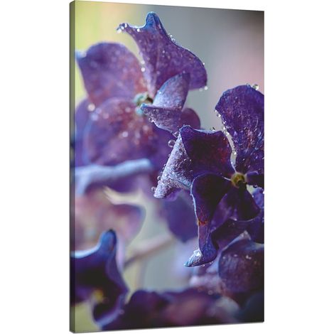 Leinwanddruck Botanik Hortensienblüte 70x120