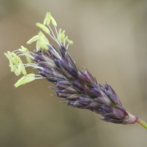 Seslérie de Heufler - Sesleria heufleriana pot 3L (1/2)