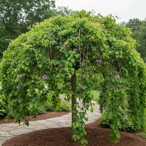 Cercis du Canada Lavender Twist, Arbre de Judée, Gainier du Canada/Pot de 30L - Baliveau