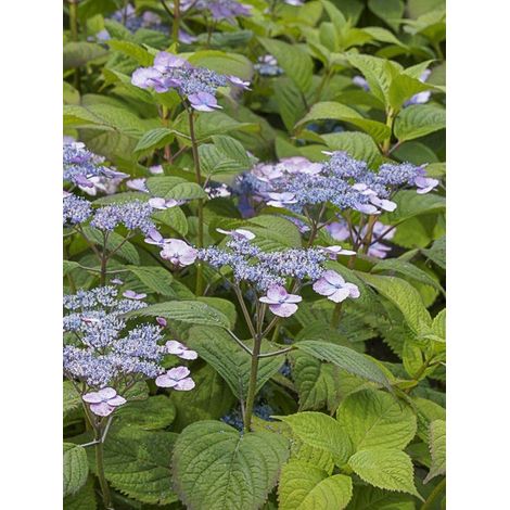 Hortensia 'Veerle' Pot de 3L/4L (1/2)