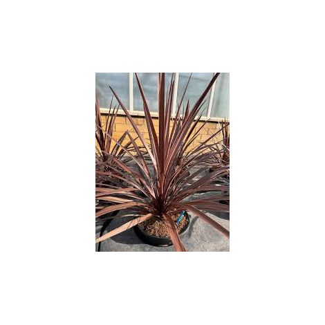 Cordyline australis Red Star vaso 24 cm – Pianta ornamentale da esterno (1/5)