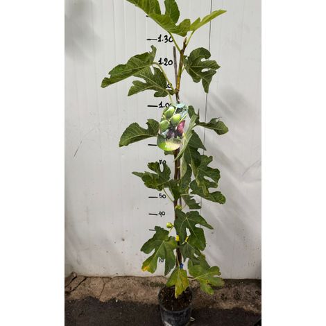 Vivaio Garden Forest – Plante figue panachée – Hauteur 60cm – Variété unifère avec fruits sucrés – Excellente saveur pour consommation fraîche