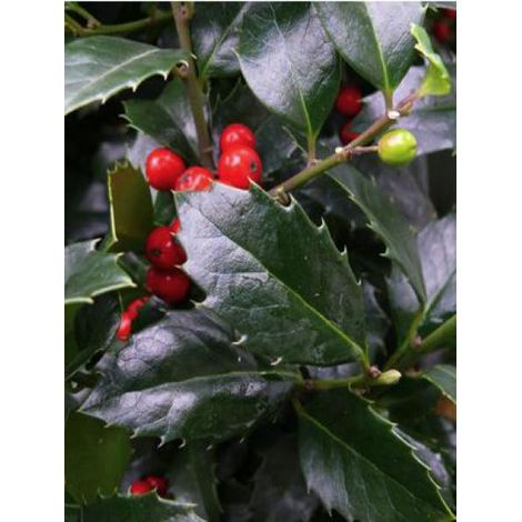 Houx 'Heckenfee'® Pot de 2L/3L (1/2)