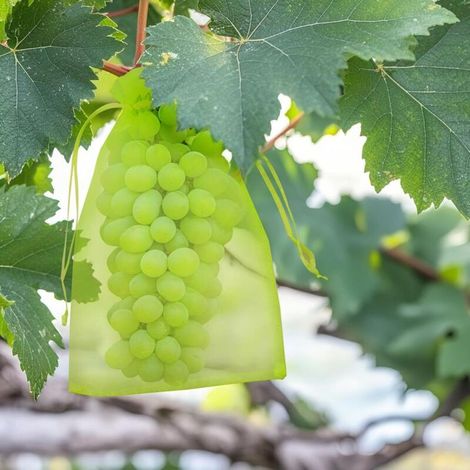100 Pièces 20x30cm Sachet Protection Raisin, Sachet Protection Fruits Verts avec Cordon, Sac Transparent Organza (1/5)