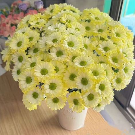 Graines de marguerite jaune Anji (2000 graines), graines de fleurs, pour plantes d'intérieur et d'extérieur, floraison prolongée, engrais inclus. (1/5)