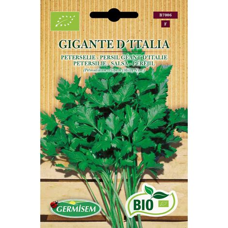 Graines Persil Géant d'Italie GIGANTE D´ITALIA (1/2)