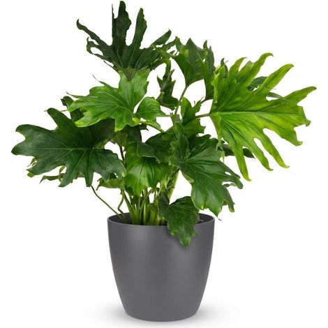 Plante d'intérieur Philodendron Lickety Split Vert avec Pot Gris 19cm Hauteur 70cm - PANGIVO (1/5)