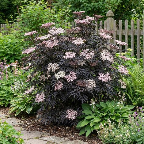 Bloomique - Lot de 2 - Sambucus Nigra Black Lace - Sureau noir - Plantes jardin - Rustique - Hauteur 30-40 cm - Pot 19 cm