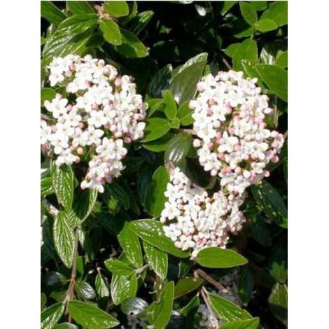 Viorne du Burkwood 'Conoy' Pot de 4L/5L