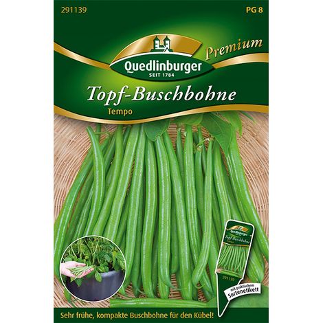 Quedlinburger Saatgut – Haricot nain en pot Tempo – Graines de légumes, très précoce, gousses vert moyen sans fil de 12 cm
