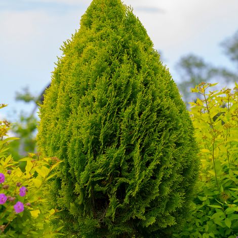 Thuya géant Atrovirens - Thuja plicata Atrovirens 100cm en pot
