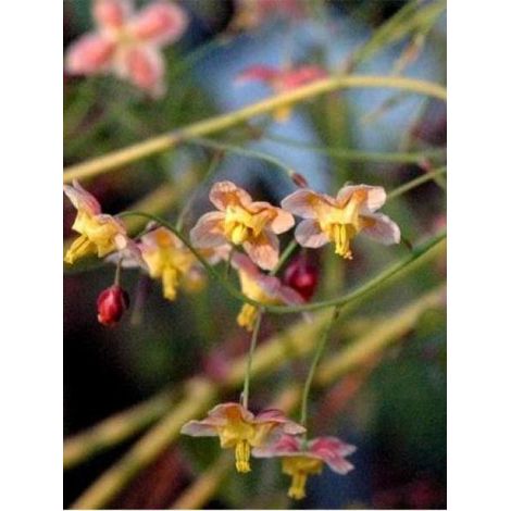 Fleur des elfes 'Black Sea' Godet de 8/9 cm