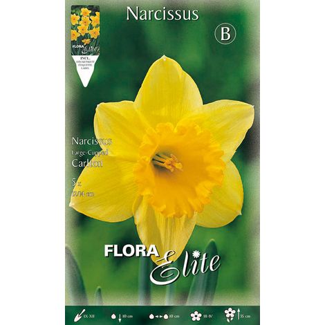 BULBI AUTUNNALI NARCISO LARGE-CUPPED CARLTON CONFEZIONE DA 5 BULBI BULBS BULBES