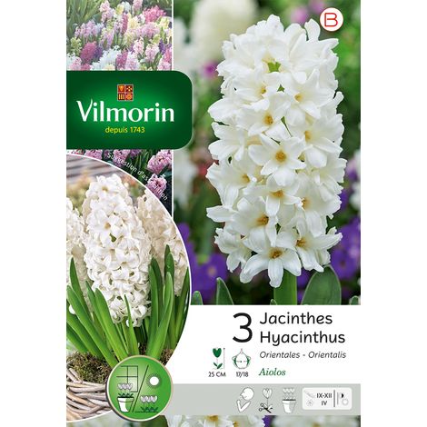 Vilmorin Jacinthe Aiolos (x3) (1/3)