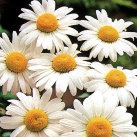4 x Marguerite 'Maikönigin' 'Maikonigin' - godet 9x9 cm