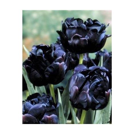 TULIPE BLACK HERO - 5 BULBES - TULIPE