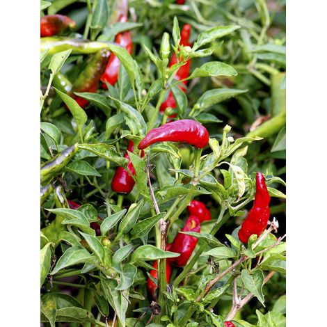Piment 'de la Bresse' le sachet de 30 graines environ (Sachet de 30 grainesg)