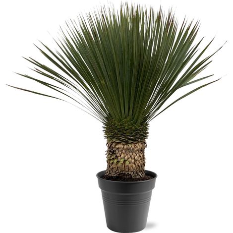 Yucca Rostrata Plante Exotique Résistante pour Jardin et Intérieur 80-100 cm Pot Ø38 cm - PANGIVO (1/5)
