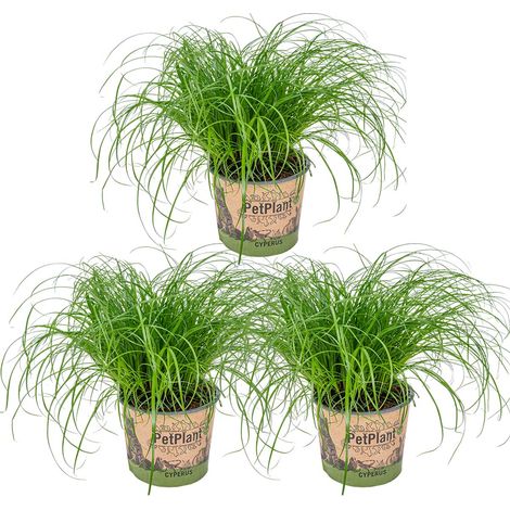 Bloomique - Lot de 3 - Cyperus zumula - Herbe à chat - Plante d’intérieur - Sans danger pour les animaux - 20-30 cm de Haut - Pot 12 cm