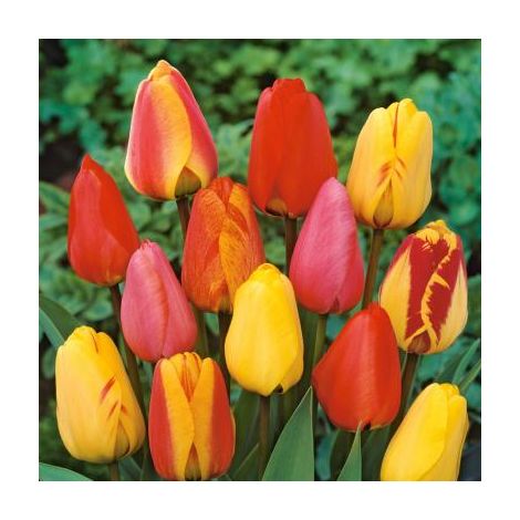 COLLECTION 40 TULIPES DARWIN