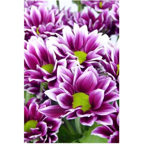 Margarita Crisantemo Flor Natural Crisantemo Arlequin Ramo de 5 tallos 70cm de alto