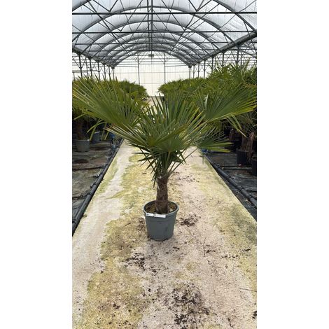 TRACHYCARPUS FORTUNEI VASO 35 H. TR.30/40