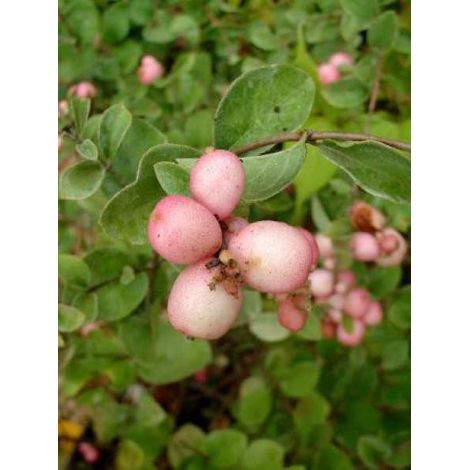 Symphorine 'Mother Of Pearl' Pot de 2L/3L (1/2)