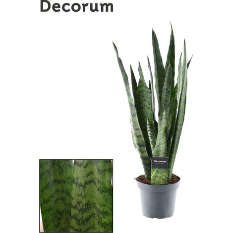 Sansevieria Zeylanica Decorum Plante Verte d'Intérieur Langue de Belle-mère Ø14 cm H55 cm - PANGIVO