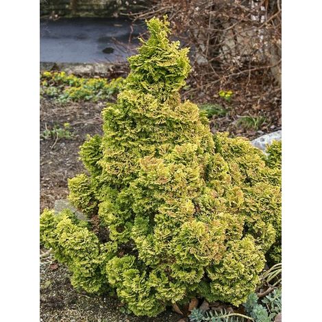 Cyprès hinoki du Japon 'Nana Aurea' Pot de 7,5L/10L, Tige (1/5)