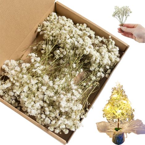 Mini Gypsophile Séché Fleurs Séchées,100pcs Fleurs Séchées,Fleurs Séchées avec Pince,Vraies Blanches Fleurs Sechees Naturelles,Blanches Naturel Decoration Mariage Fleur Sèche (1/5)