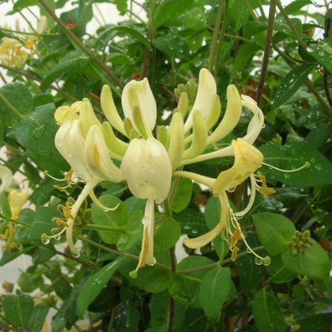 Chèvrefeuille Scentsation®/Godet - 5/10 cm