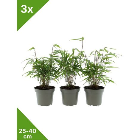 GARDENZO - 3x Fargesia 'Rufa' bambou caduc vert non violent x3 en C1 - 25-40 cm (1/5)