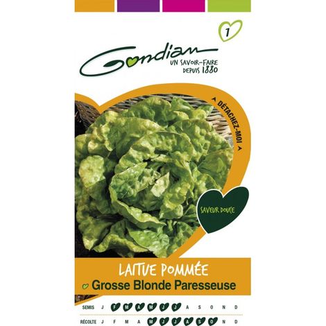 Gondian - Laitue Pommée Grosse Blonde Pareesseuse