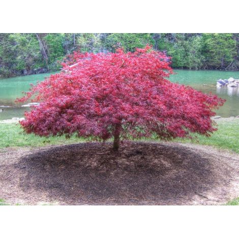Acero rosso giapponese "Acer palmatum dissectum" pianta in mastello 180/230 lt h. 130/150 cm cfr. 27/30 cm