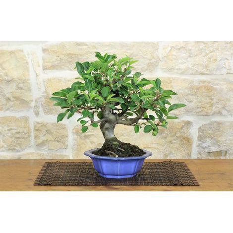 Bonsai di Melo da fiore (148) (1/5)
