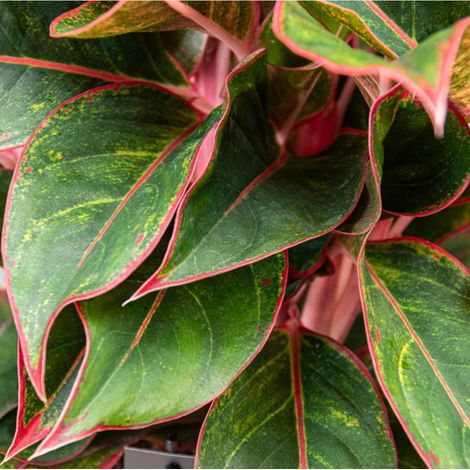 Gardenaria Aglaonema 'Jungle Red' - Pianta da interno ornamentale - Altezza: 50 cm (vaso 12) (1/5)