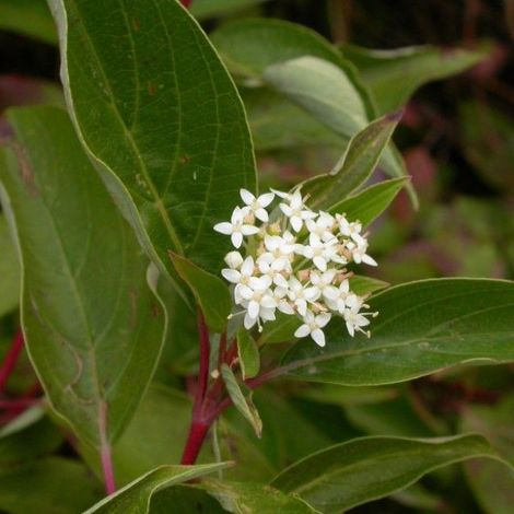 Cornouiller Canadien - Cornus sericea 'Kelseyi' - 30-40 cm pot (1/4)