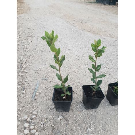 N. 24 PIANTE DI QUERCIA "LECCIO " cm 30/40 in vaso 10 (foto reali) quercus ilex