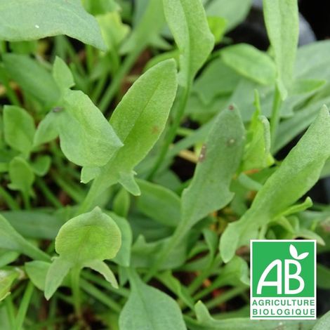 Petite oseille BIO/Lot de 9 godets