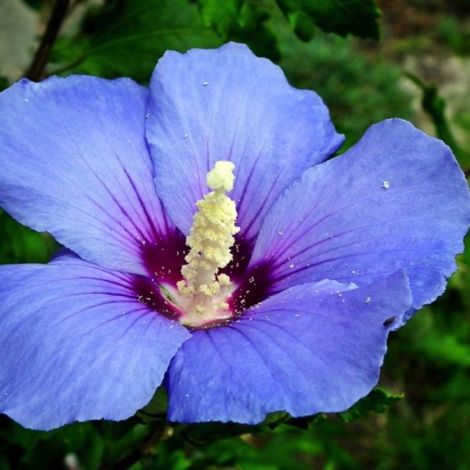 Pépinières Naudet – Hibiscus syriacus 'Oiseau Bleu' – Arbuste caduc 2-3m – Fleurs bicolores bleu lumineux – Résistant au froid jusqu'à -15°C – Exposition soleil/ombre (1/3)