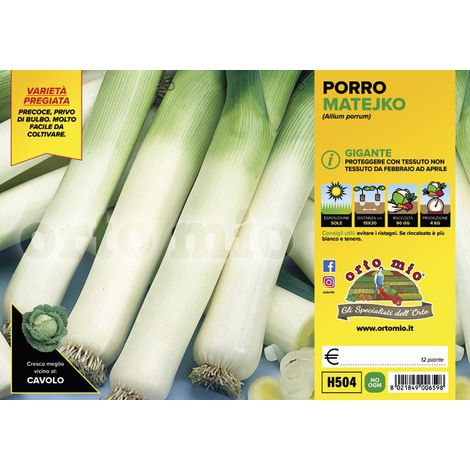 ORTO MIO Porro Gigante var. Matejko (1/2)