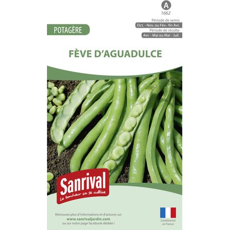 Graines Fève d'Aquadulce