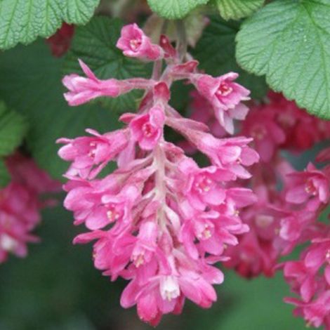 Groseillier à fleurs 'King Edward Vii' - 50-60 cm pot